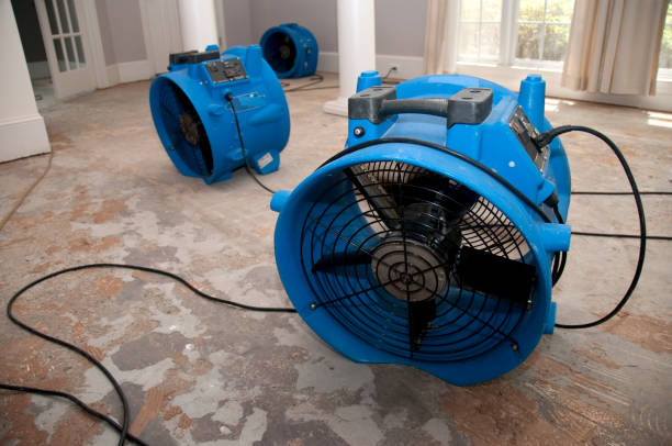 Best Mold removal after water damage  in Dalton, GA