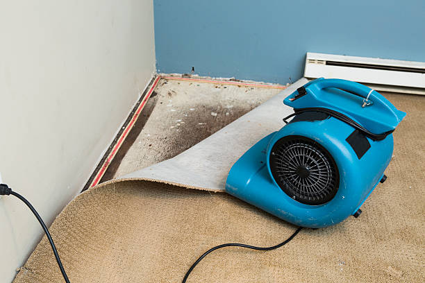Best Basement water damage restoration  in Dalton, GA